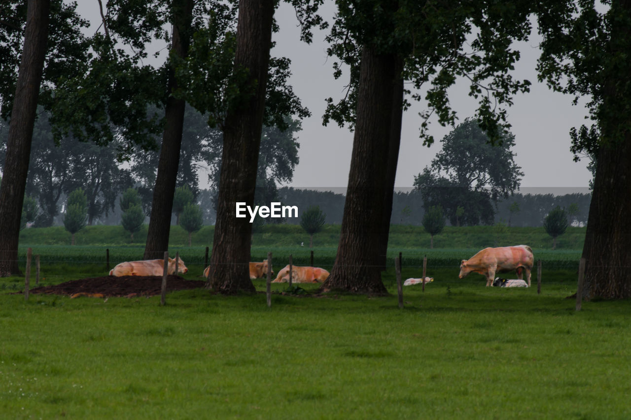 COW GRAZING ON FIELD