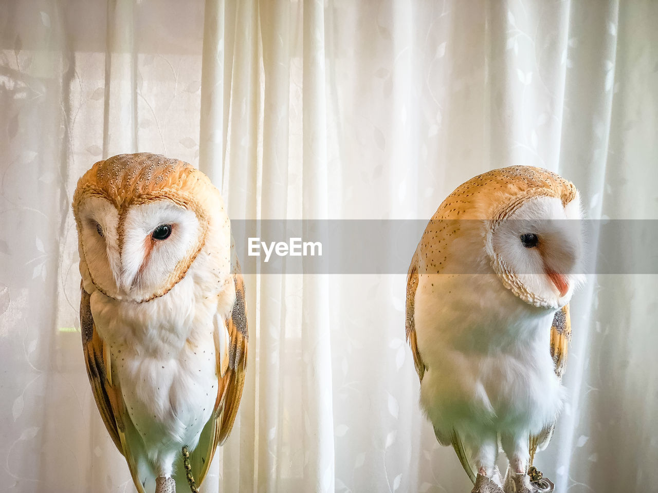 CLOSE-UP OF A BIRDS