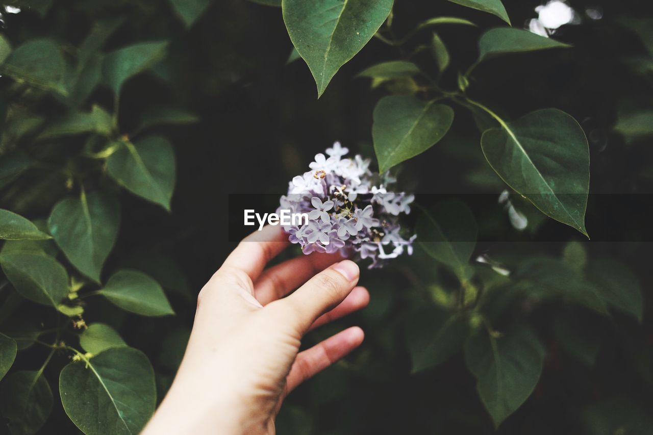 CLOSE-UP OF HAND HOLDING FLOWERING PLANT AGAINST BLURRED BACKGROUND