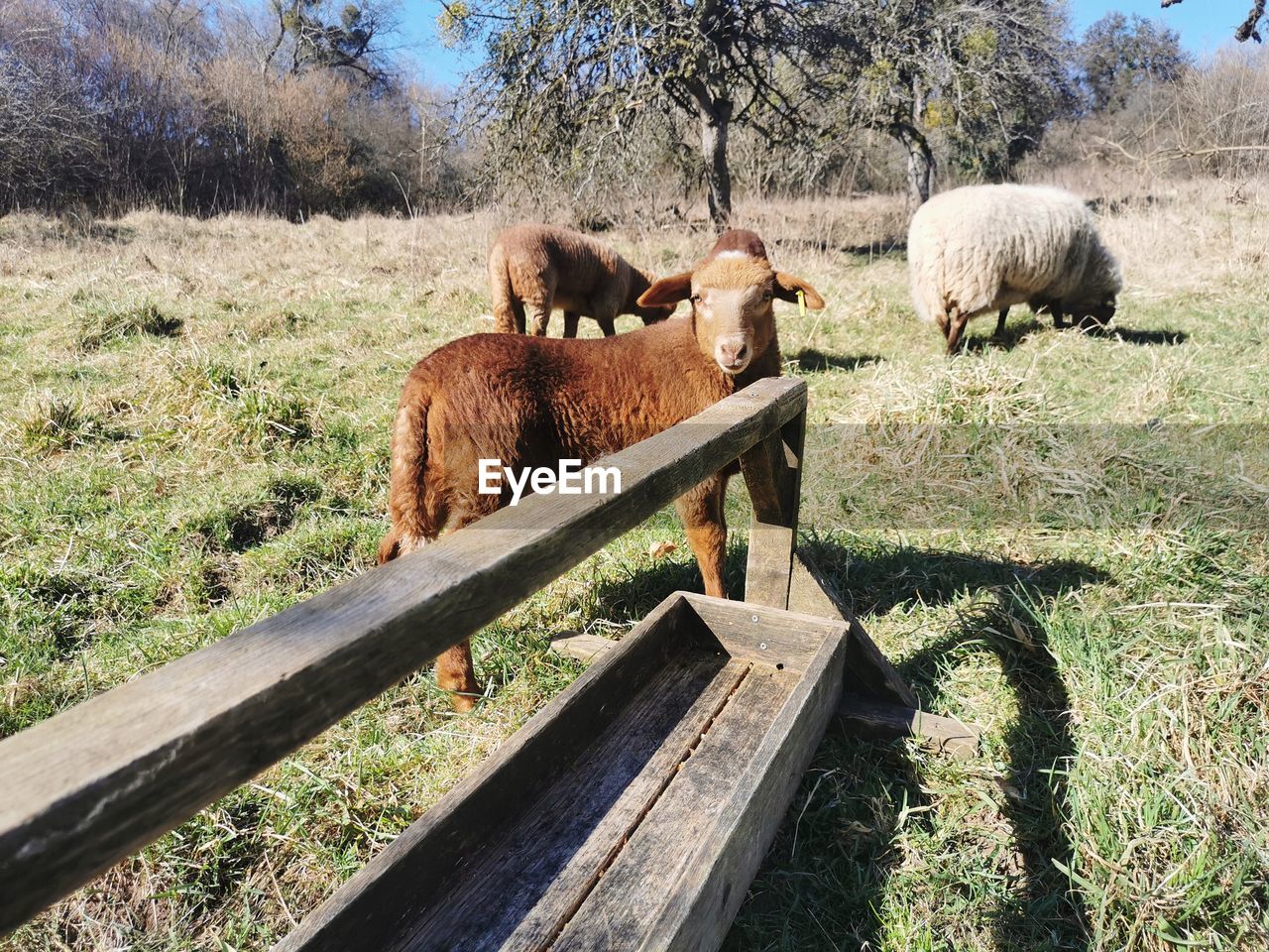 Sheep grazing on field