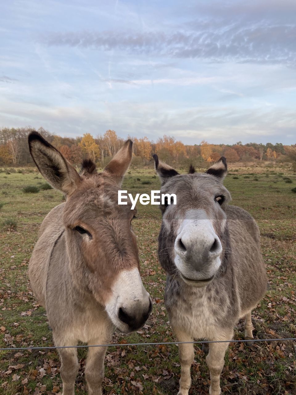 Portrait of donkeys on landscape