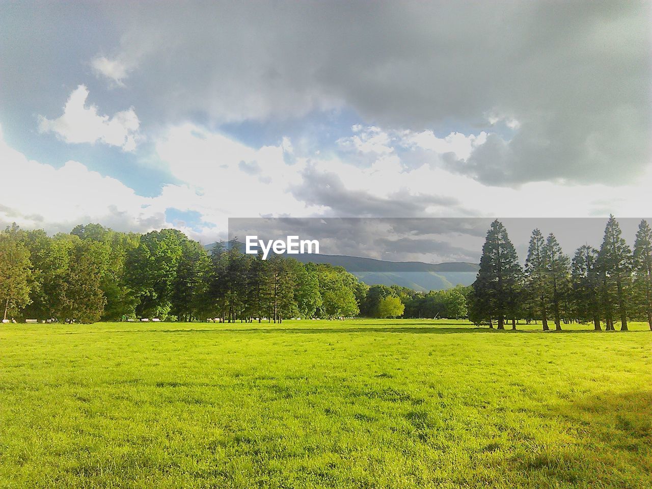 TREES ON GRASSY FIELD AGAINST CLOUDY SKY