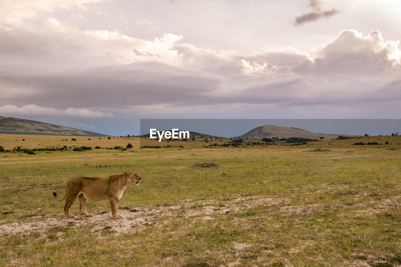 Scenic view of lioness in savannah