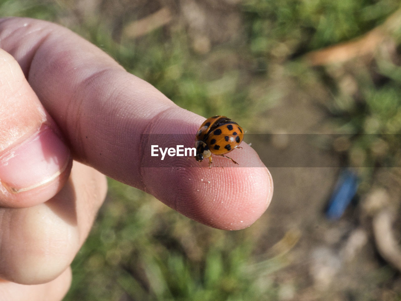 Ladybug crawling on finger