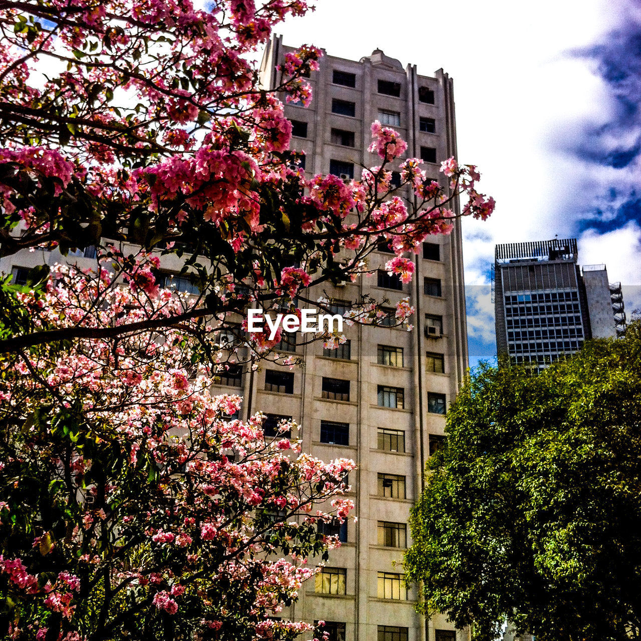 Low angle view of flowers blooming by buildings against sky