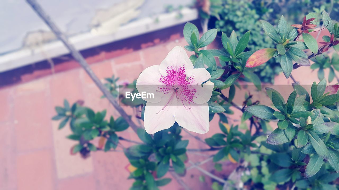 CLOSE-UP OF PINK FLOWERS BLOOMING