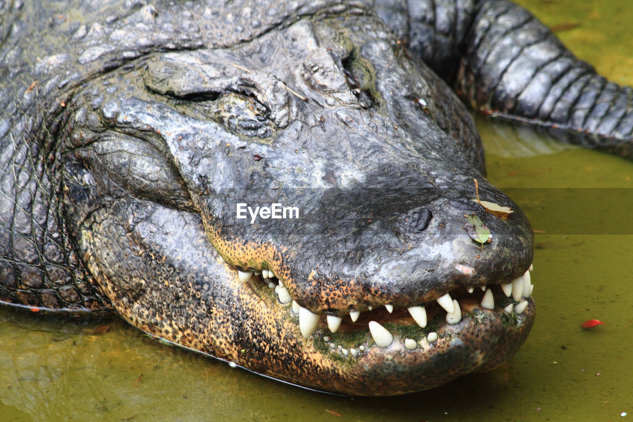 CLOSE-UP OF A REPTILE IN THE ZOO