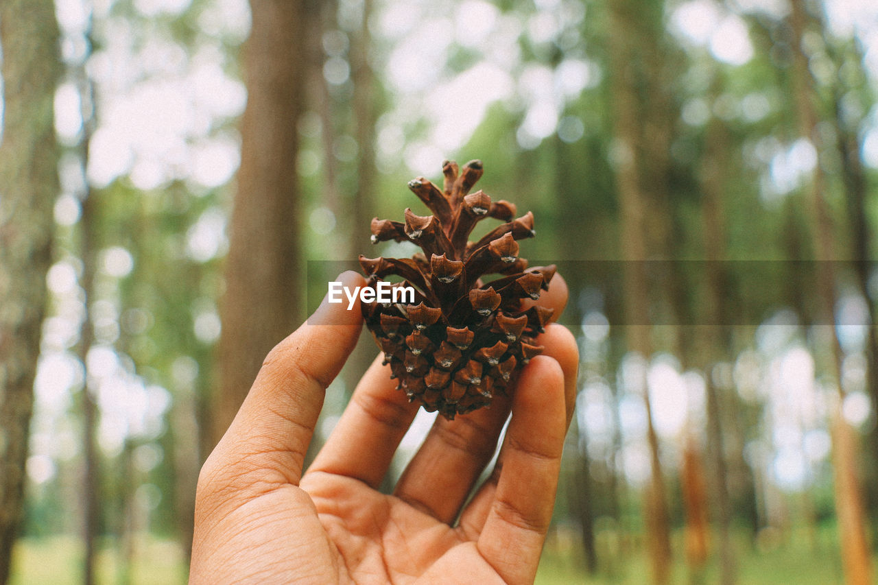 Close-up of hand holding pine cone