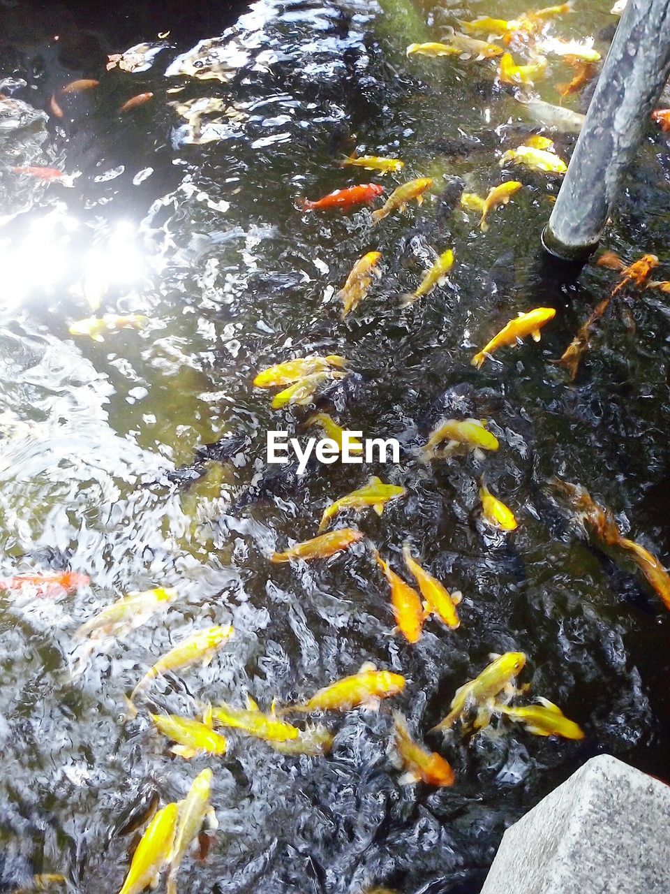 CLOSE-UP OF FISH SWIMMING IN WATER