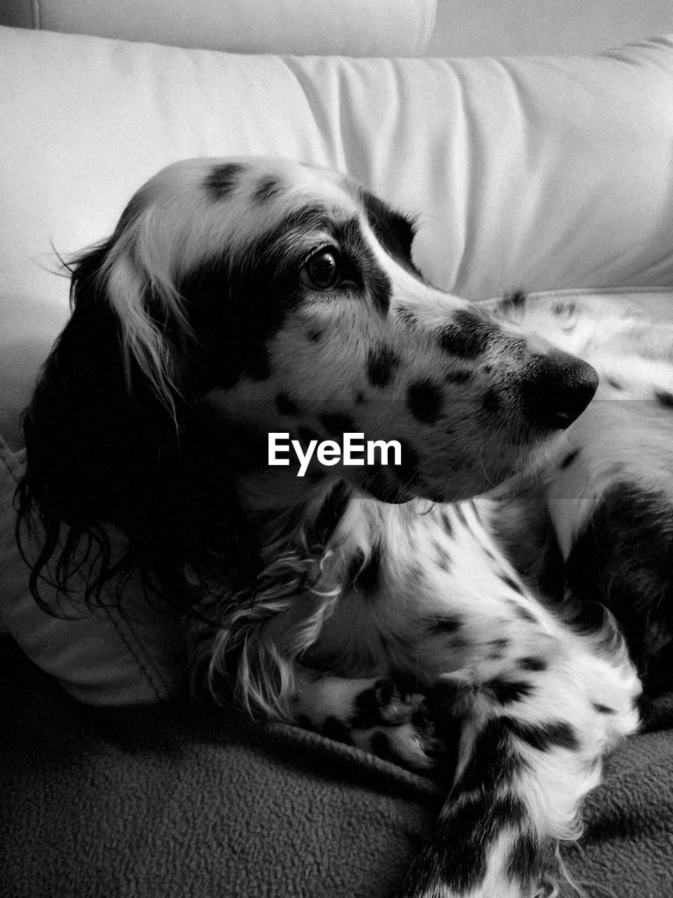 Close-up of a dog resting on bed