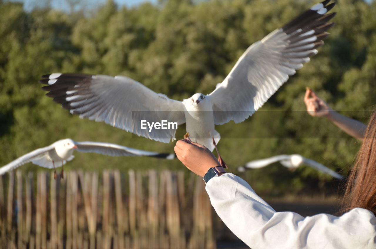 Feeding the flock of seagulls