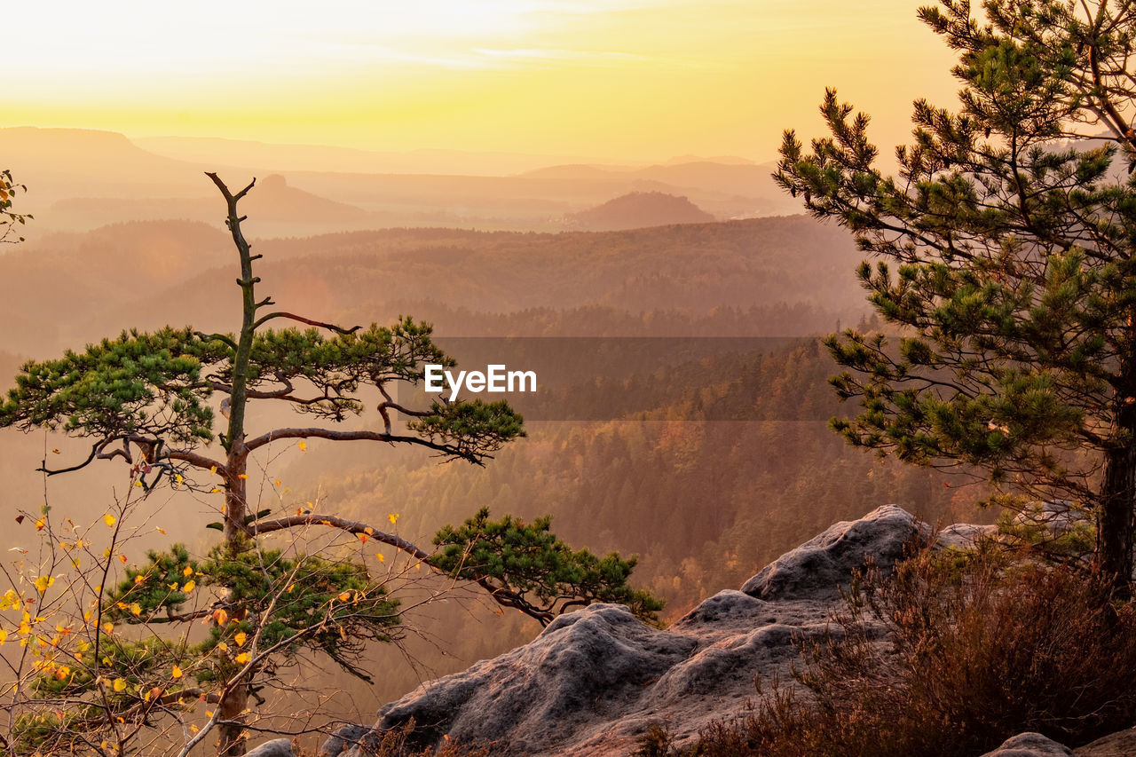 Daybreak on rocky peak. broken wild pine bonsai tree.