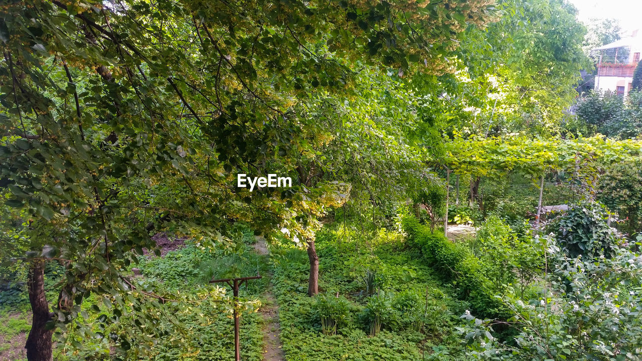 TREES AND PLANTS GROWING IN PARK