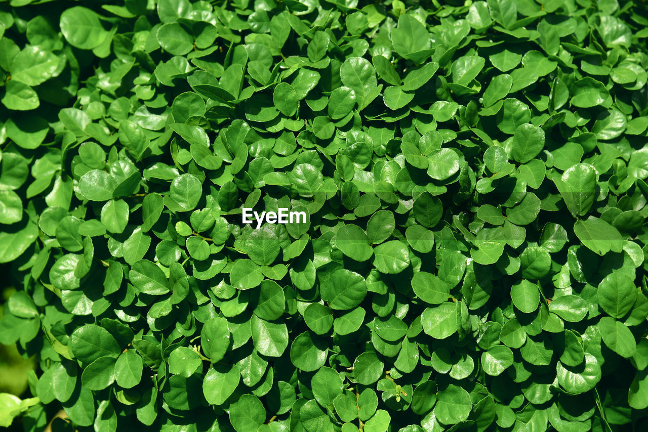Green leaves pattern background natural wallpaper