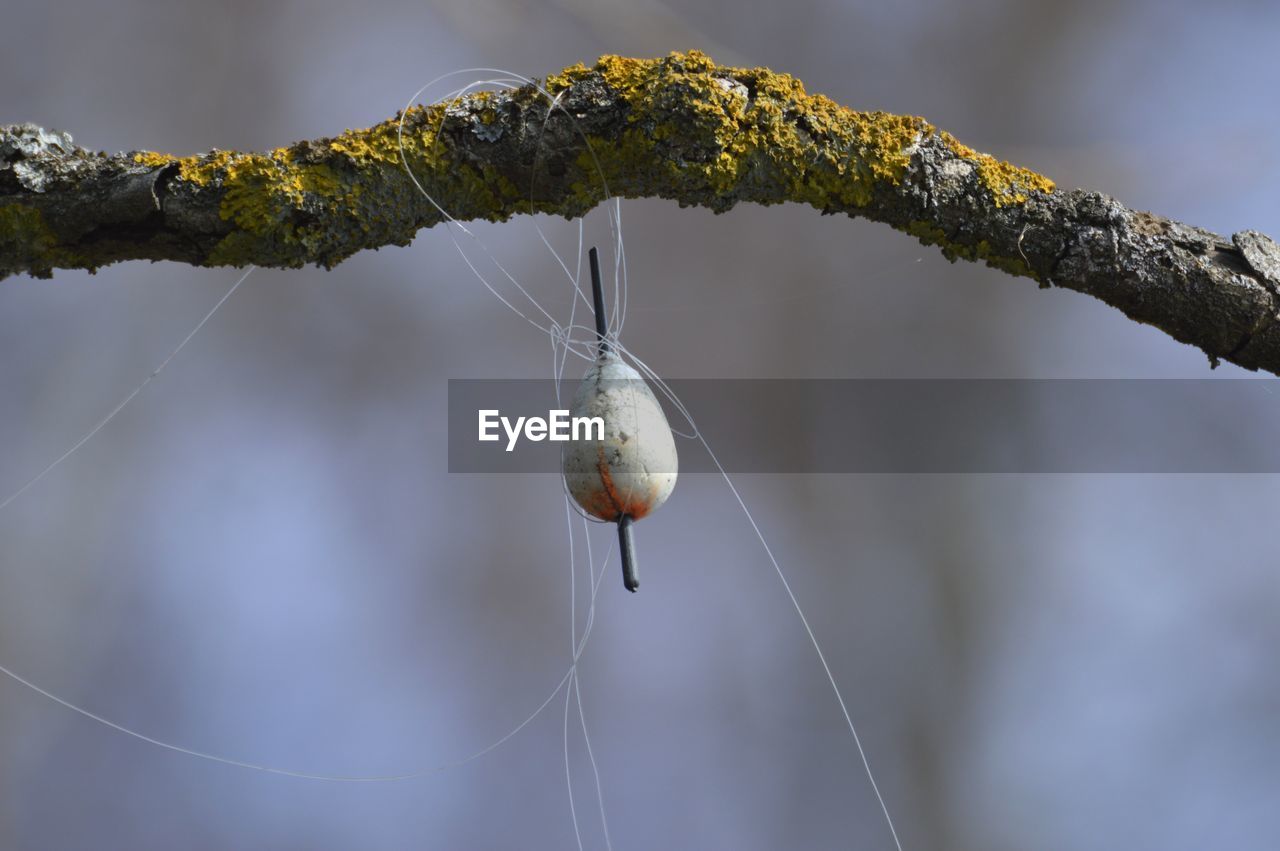 Fishing float tangled up in a tree