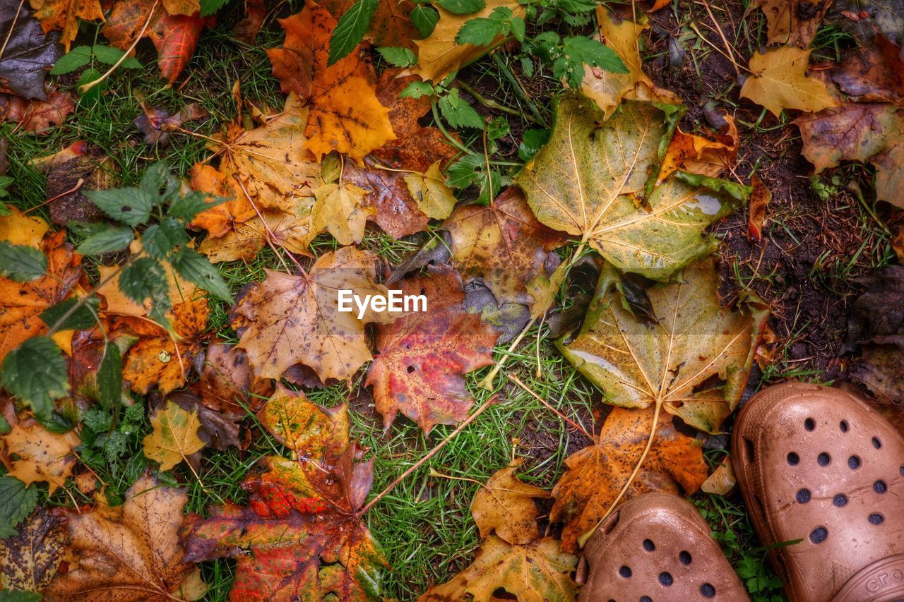 High angle view of maple leaves