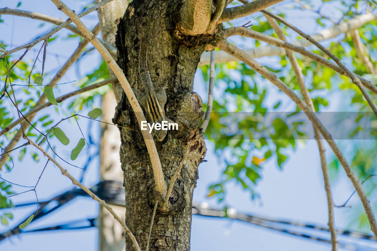 CLOSE-UP OF A TREE TRUNK