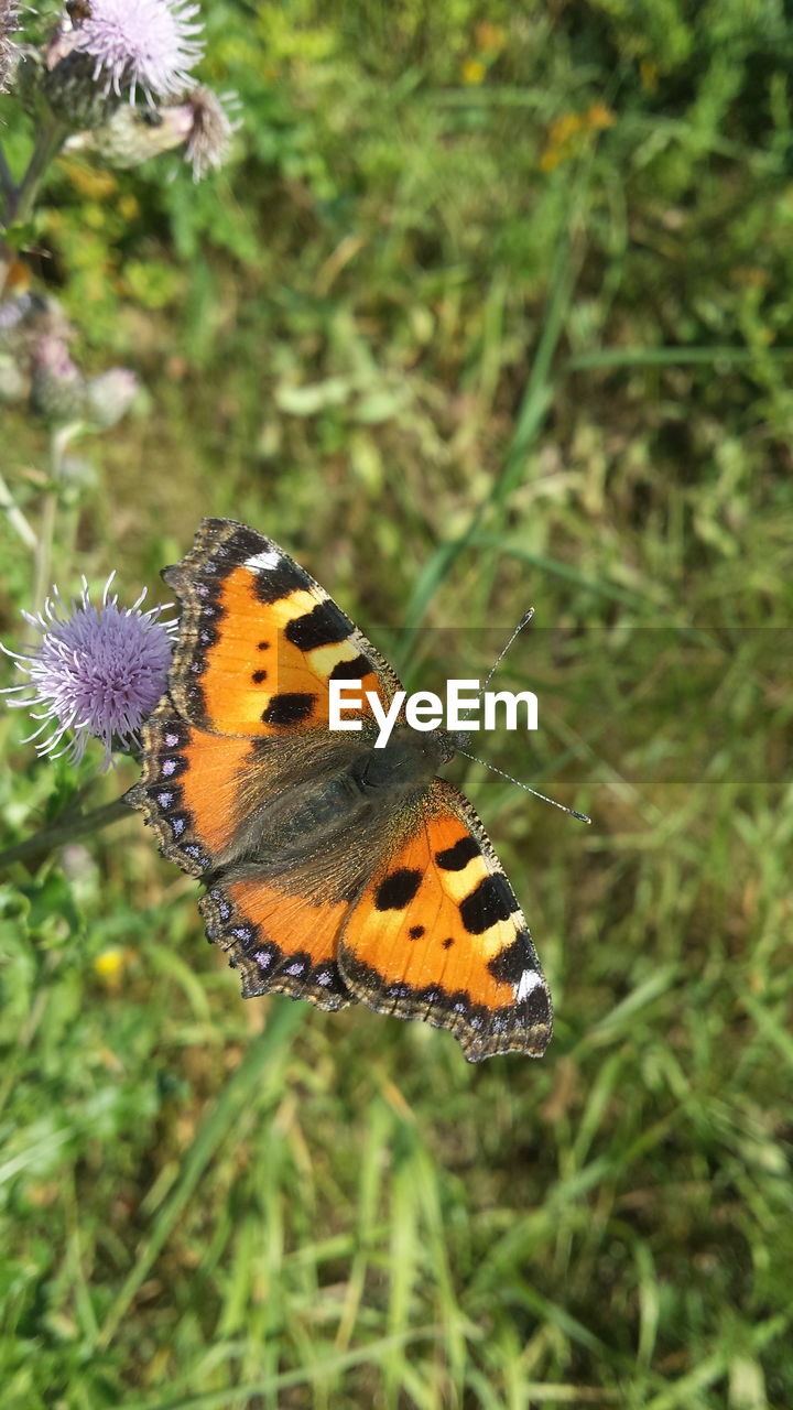 CLOSE-UP OF BUTTERFLY PERCHING ON LEAF