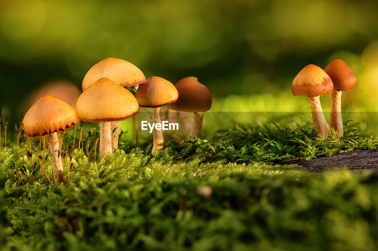 Close-up of mushrooms growing in forest