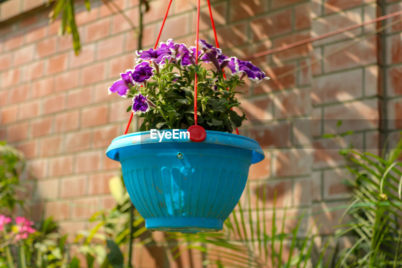 Close-up of blue flower pot on potted plant against wall