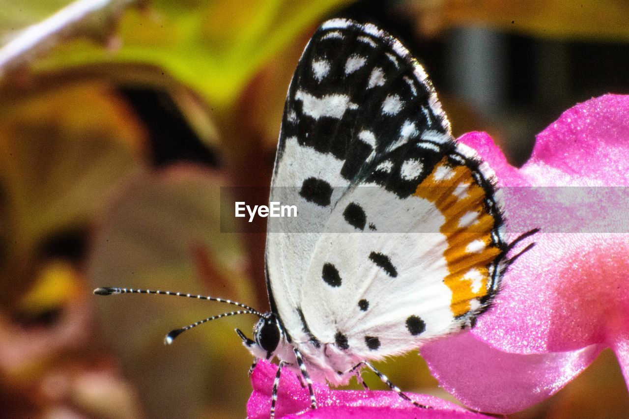 Close-up of butterfly on flower
