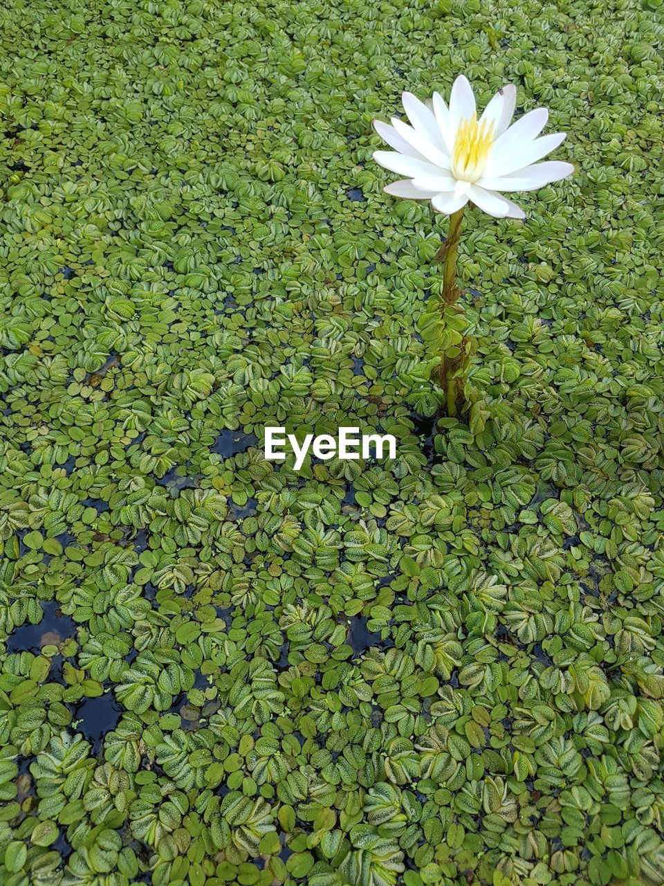 CLOSE-UP OF WATER LILY BLOOMING