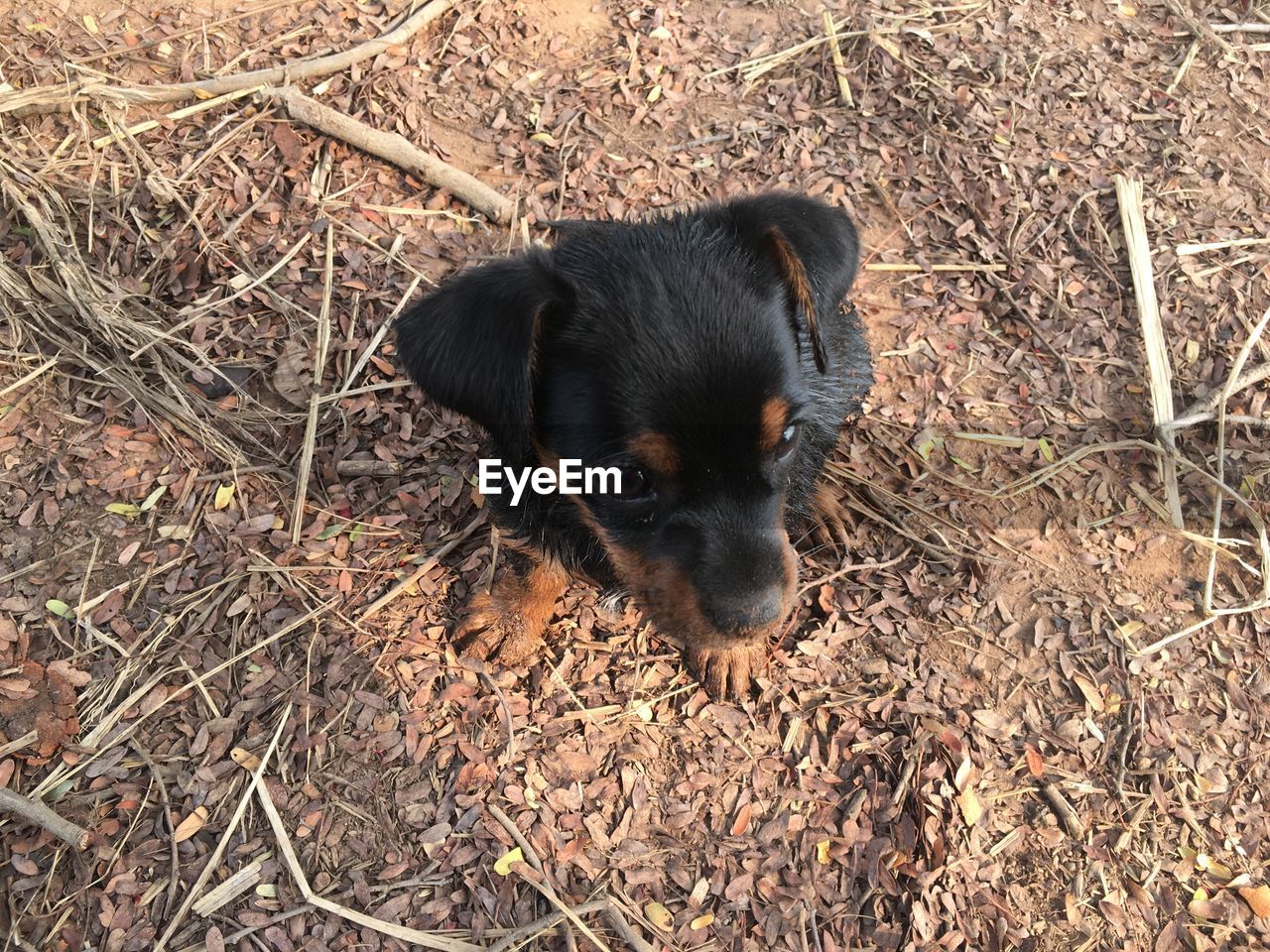 HIGH ANGLE VIEW OF BLACK DOG ON FIELD