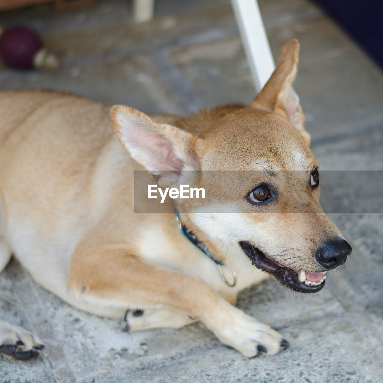 High angle portrait of dog