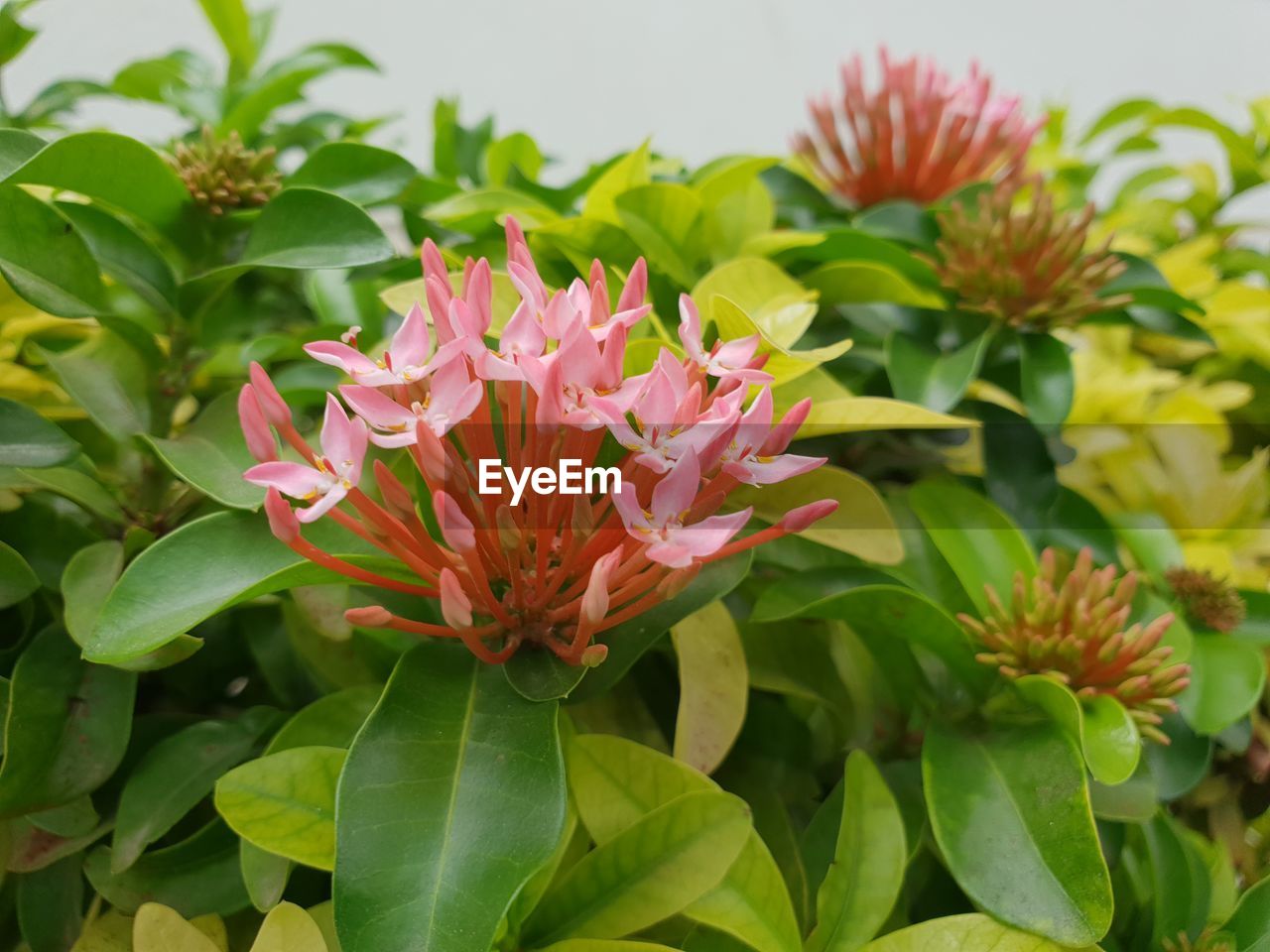 CLOSE-UP OF PINK FLOWER