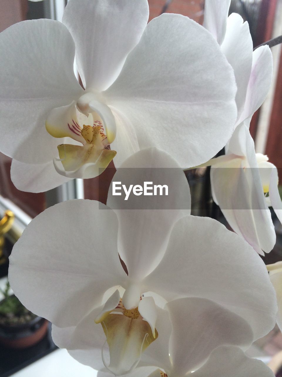 CLOSE-UP OF WHITE FLOWER