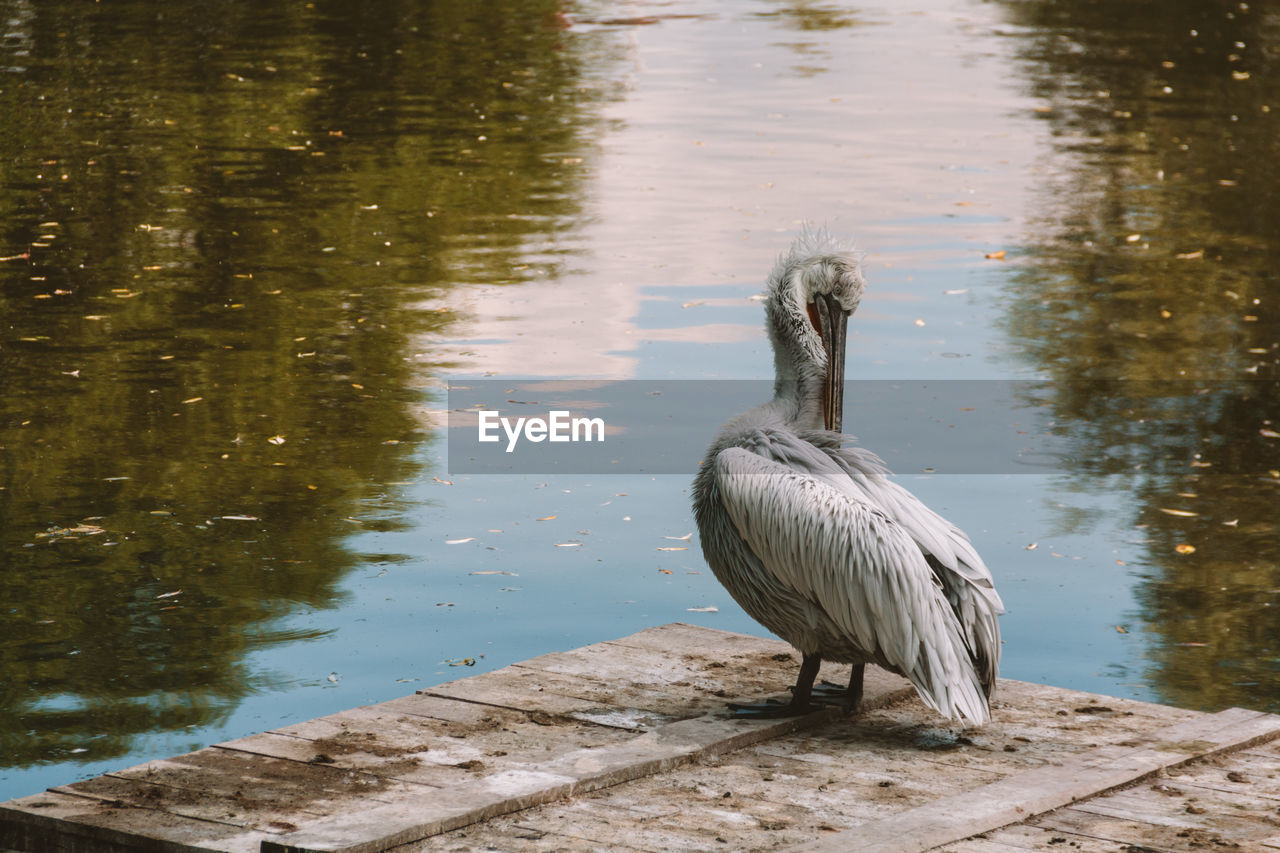 View of pelican on lake