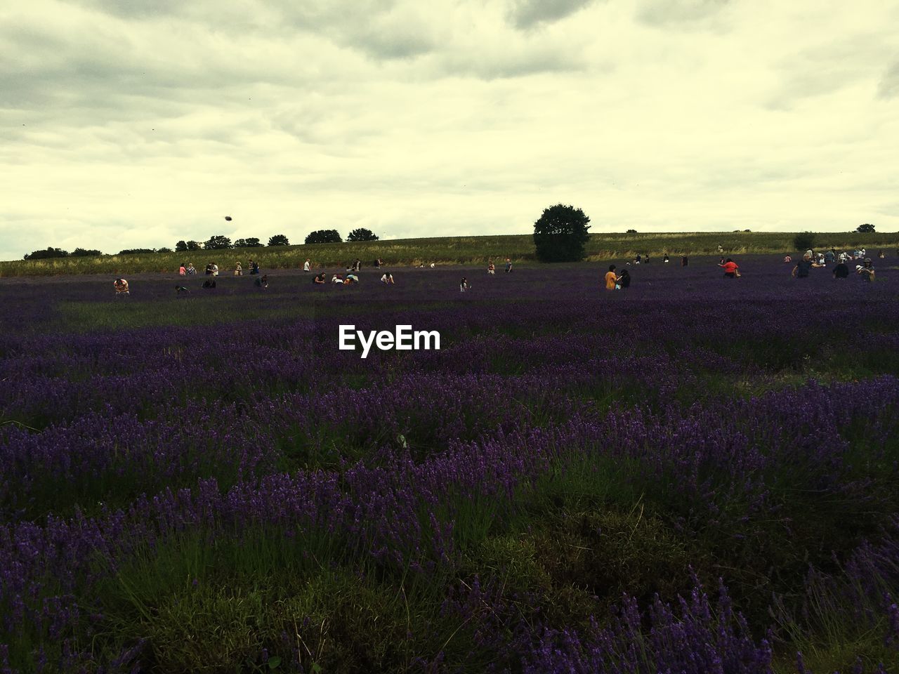 TRANQUIL SCENE OF FIELD AGAINST CLOUDY SKY