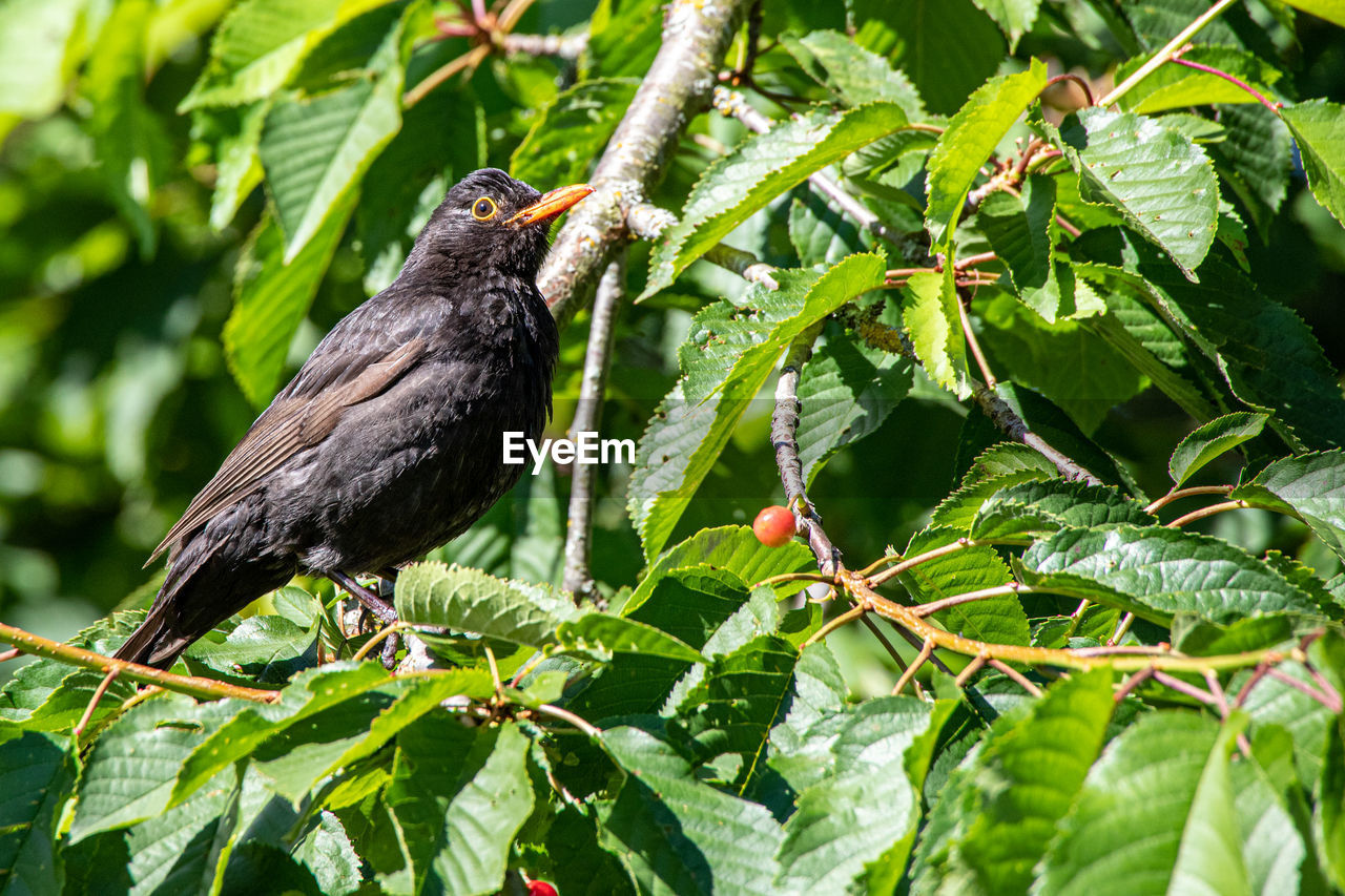 Blackbird is enjoying the sun on in a tree