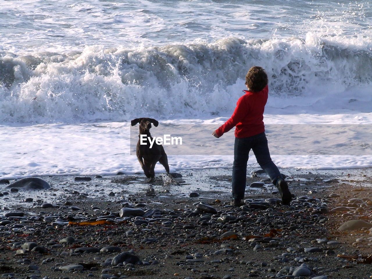 FULL LENGTH OF DOG STANDING ON BEACH