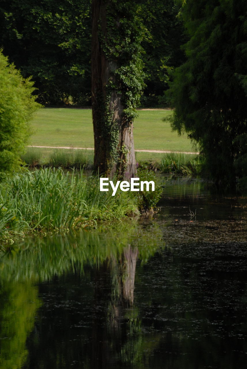 SCENIC VIEW OF LAKE AT FOREST