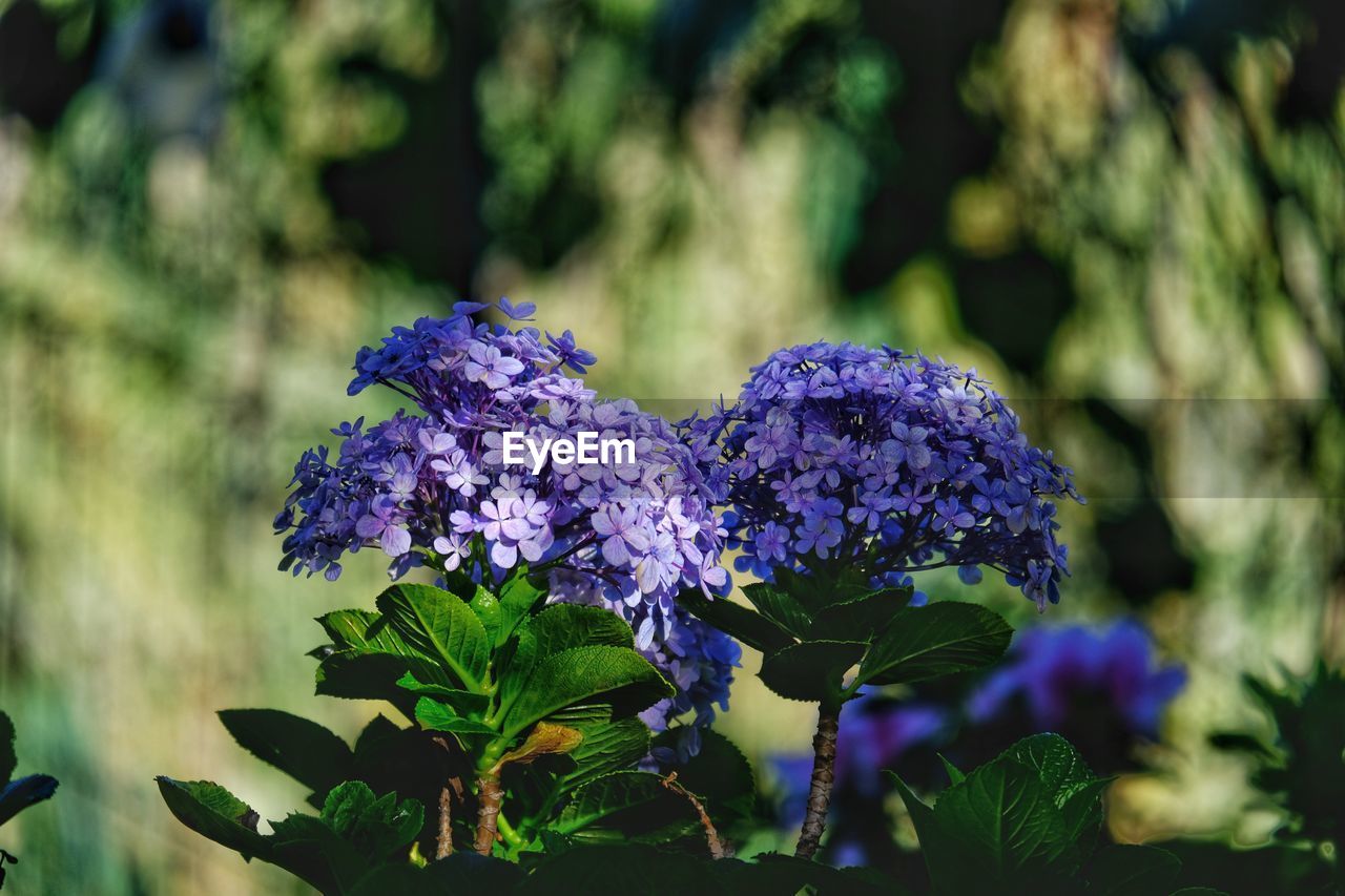 PURPLE FLOWERING PLANTS