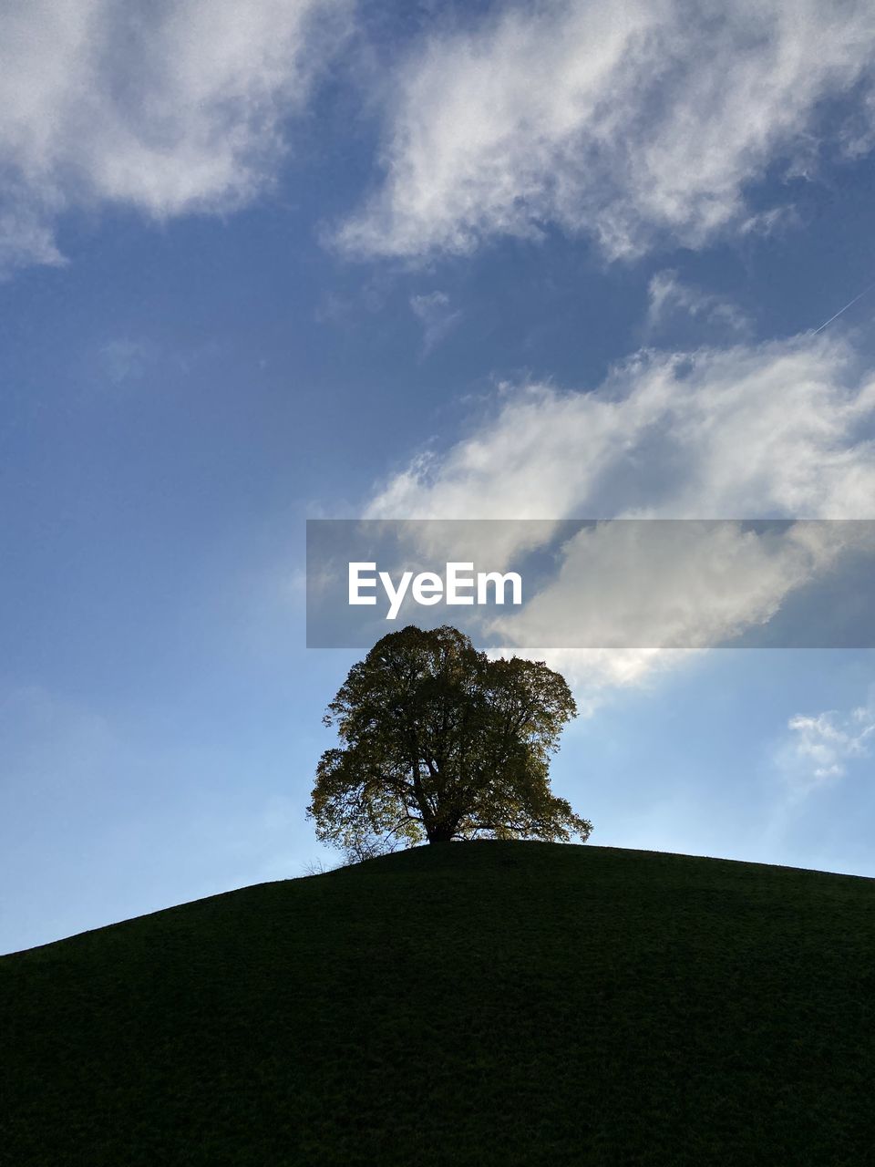 LOW ANGLE VIEW OF TREE AGAINST SKY