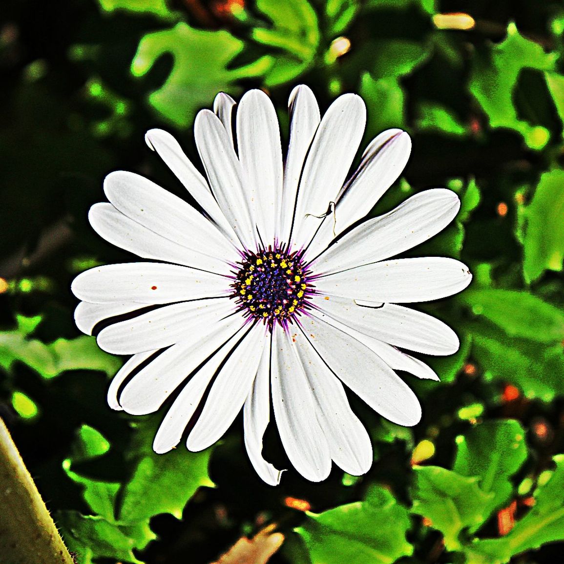 CLOSE-UP OF WHITE FLOWER BLOOMING