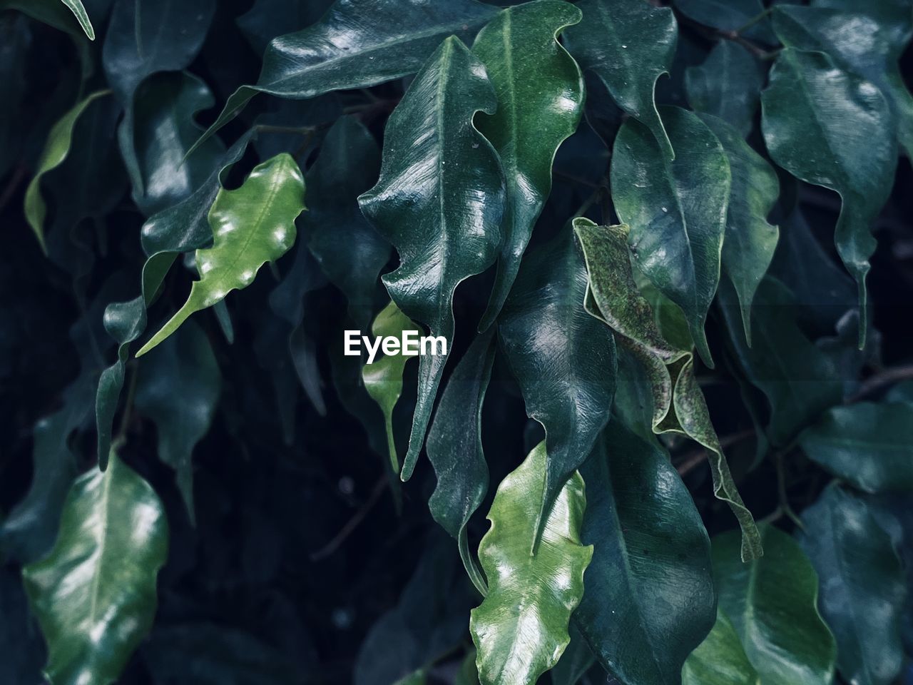 Full frame shot of fresh green leaves