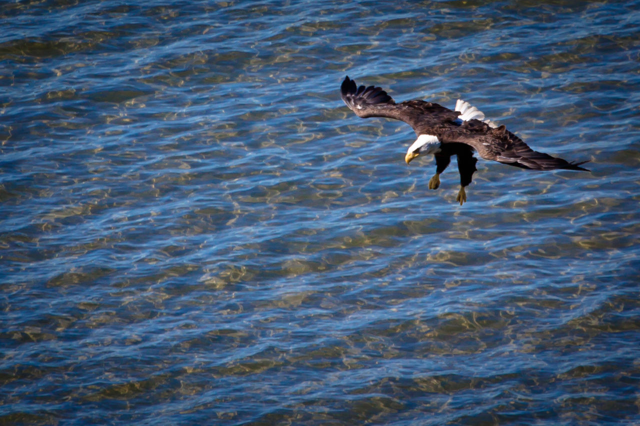 High angle view of eagle flying over sea on sunny day