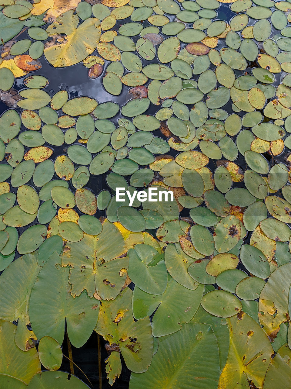 HIGH ANGLE VIEW OF LEAVES FLOATING ON LAKE WATER