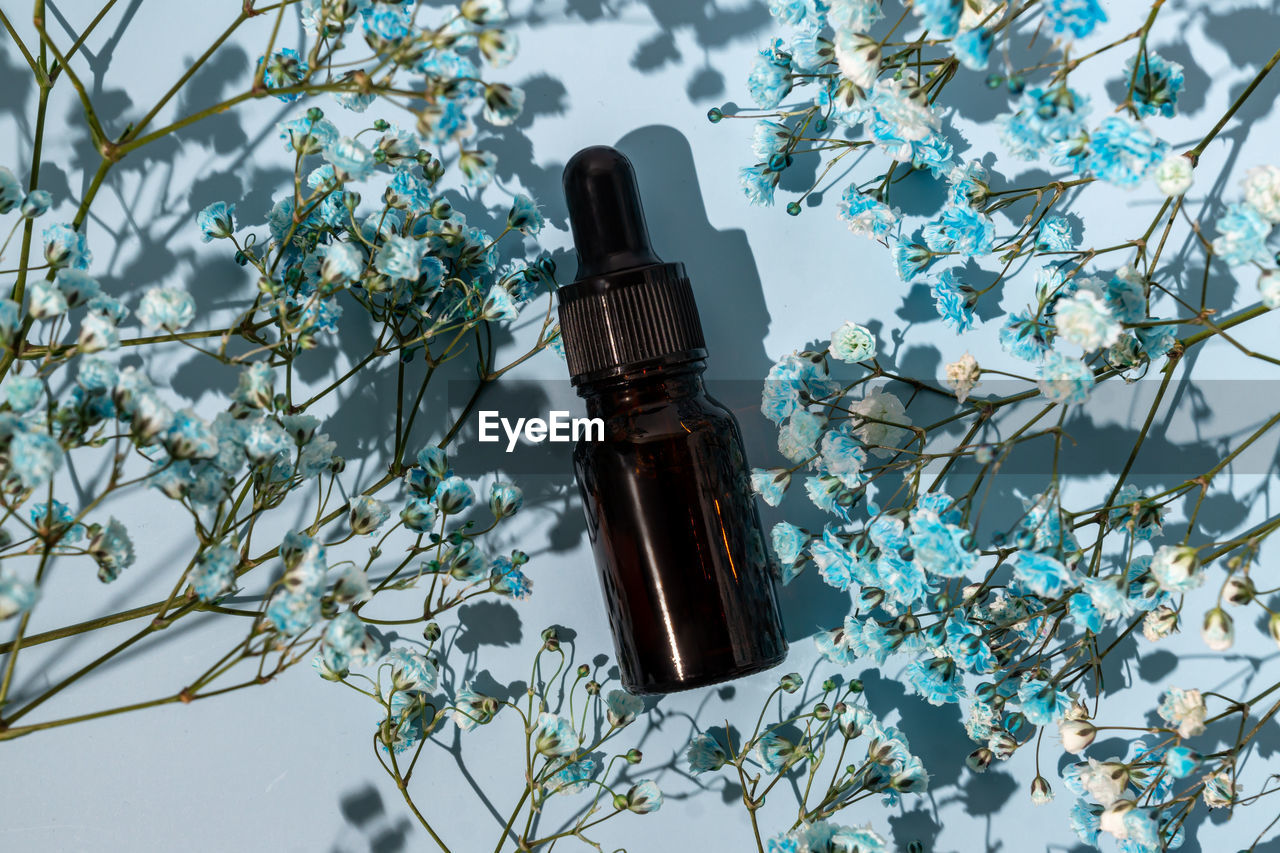 Top view of beauty oil with natural ingredients on a blue background with gypsophila flowers. 