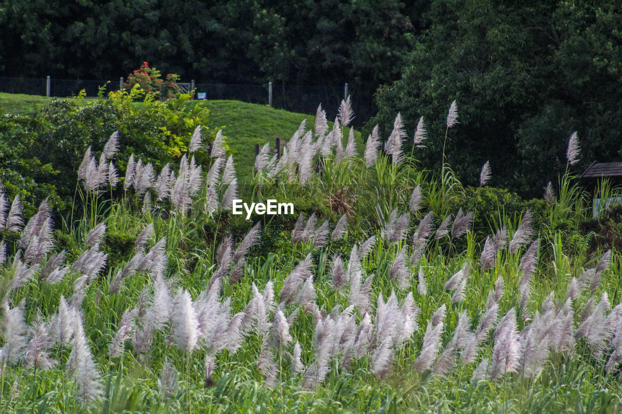 PANORAMIC VIEW OF PLANTS AND TREES AGAINST SKY