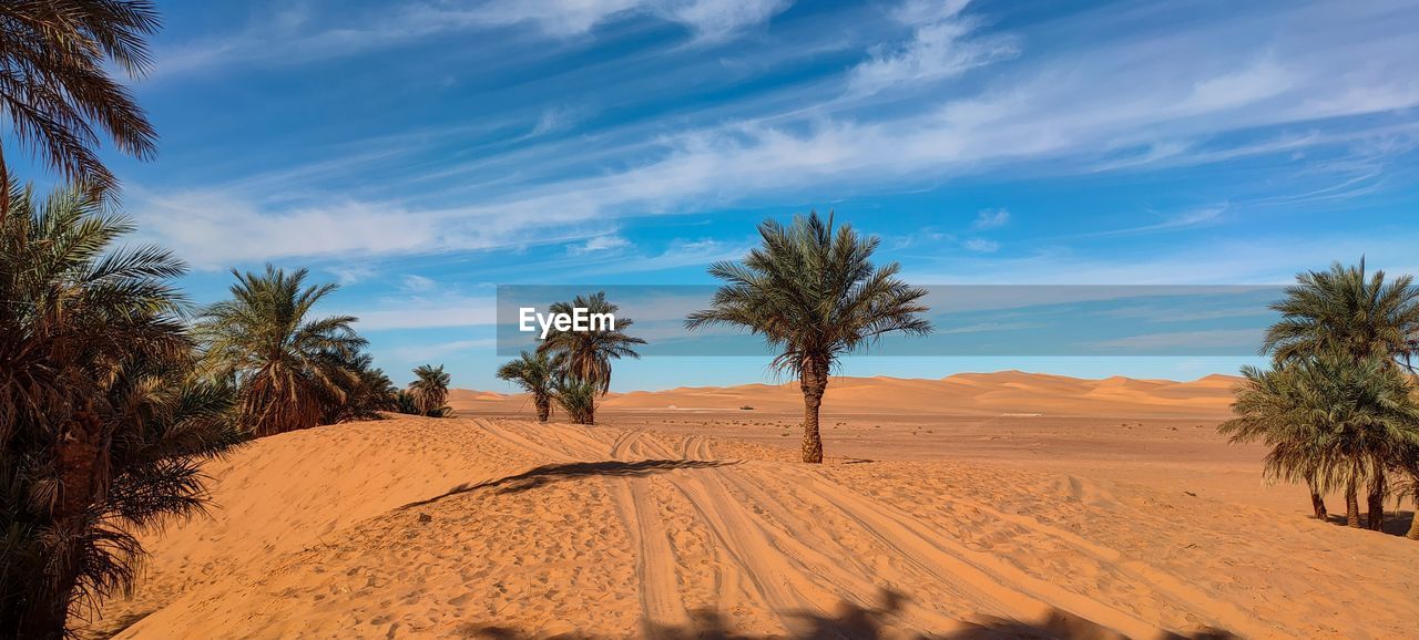 natural environment, land, sky, landscape, sand, palm tree, environment, desert, tropical climate, scenics - nature, nature, cloud, tree, plant, sand dune, climate, beauty in nature, arid climate, travel destinations, travel, no people, soil, date palm tree, blue, sunlight, outdoors, dry, tranquility, non-urban scene, tourism, day, semi-arid, heat, erg, tranquil scene, wadi, singing sand, extreme terrain, horizon, animal wildlife, shadow, sunny, drought