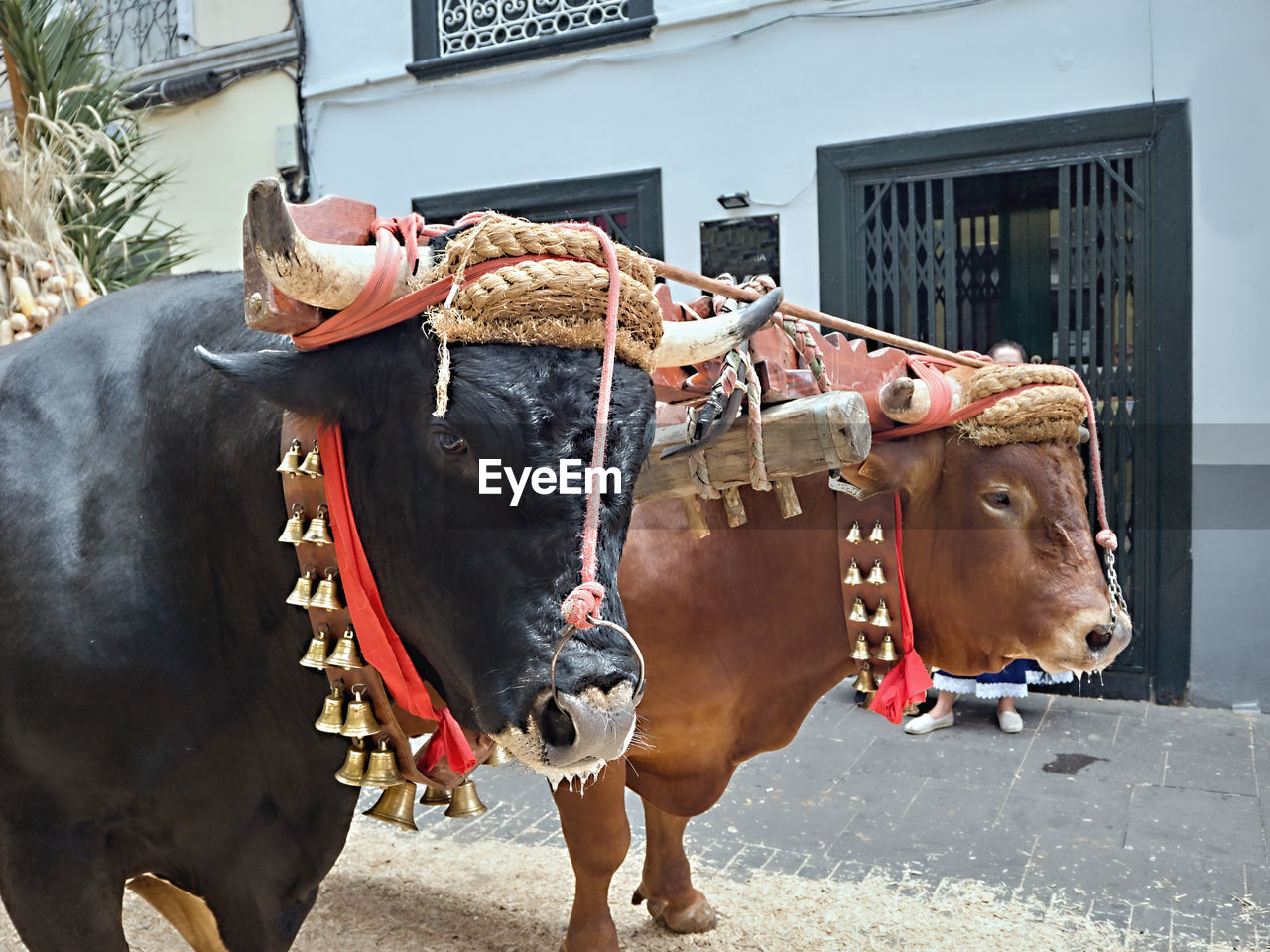 HORSES STANDING IN STREET