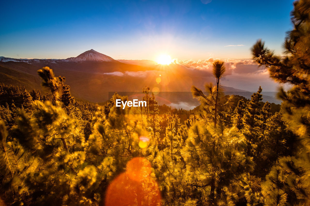 SCENIC VIEW OF TREES AGAINST SKY DURING SUNSET