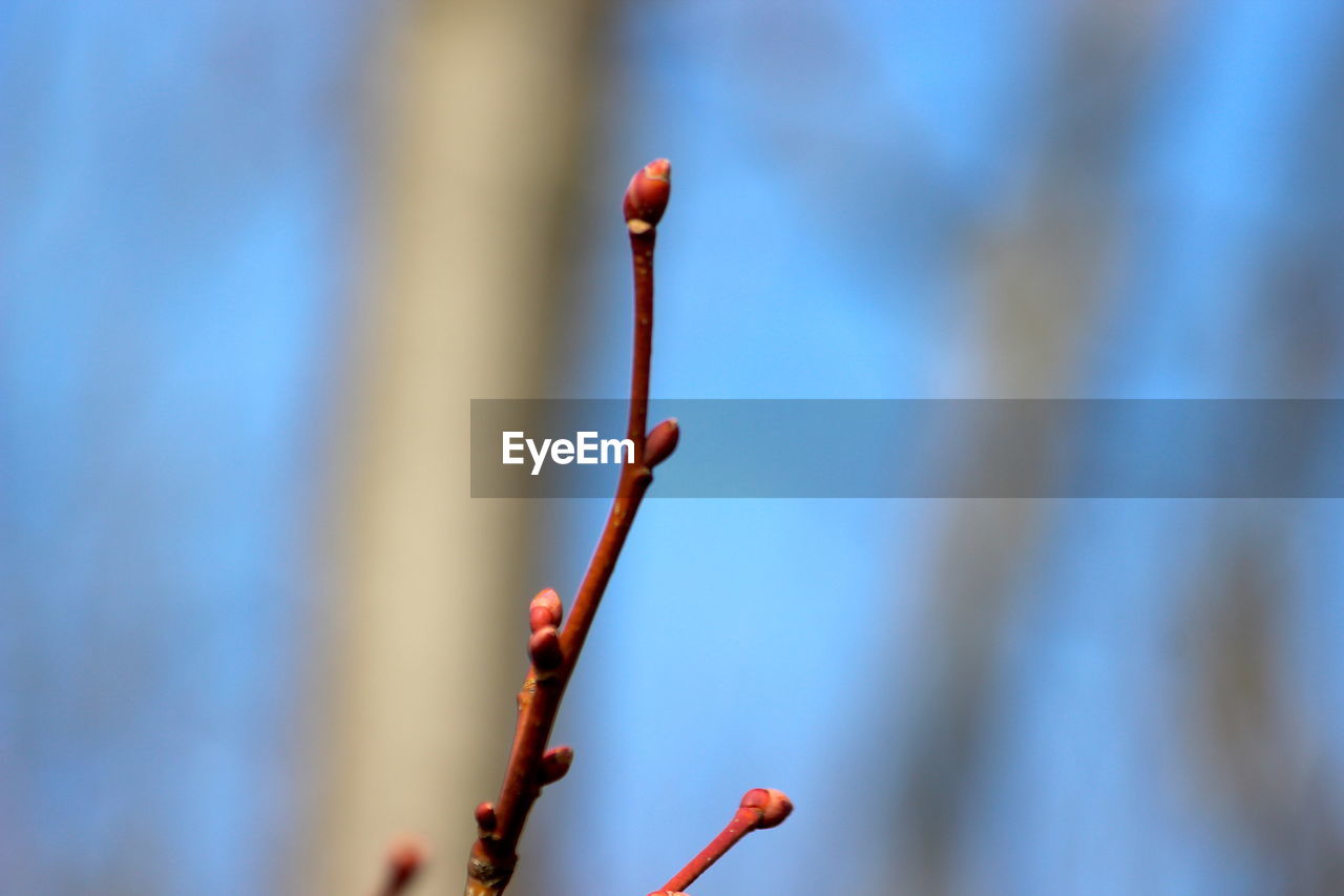 CLOSE-UP OF FLOWER BUD