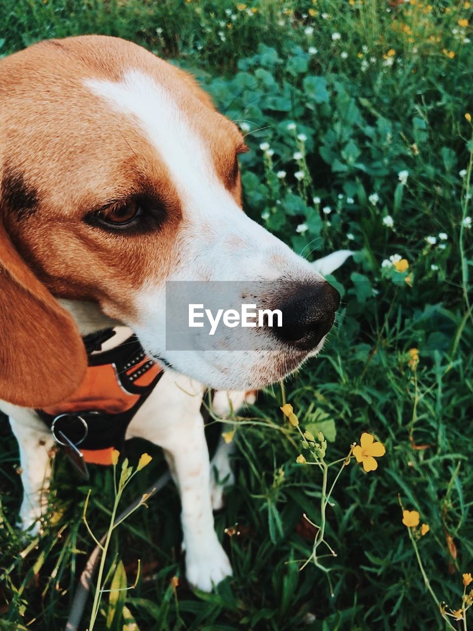 CLOSE-UP OF DOG LOOKING AWAY ON FIELD