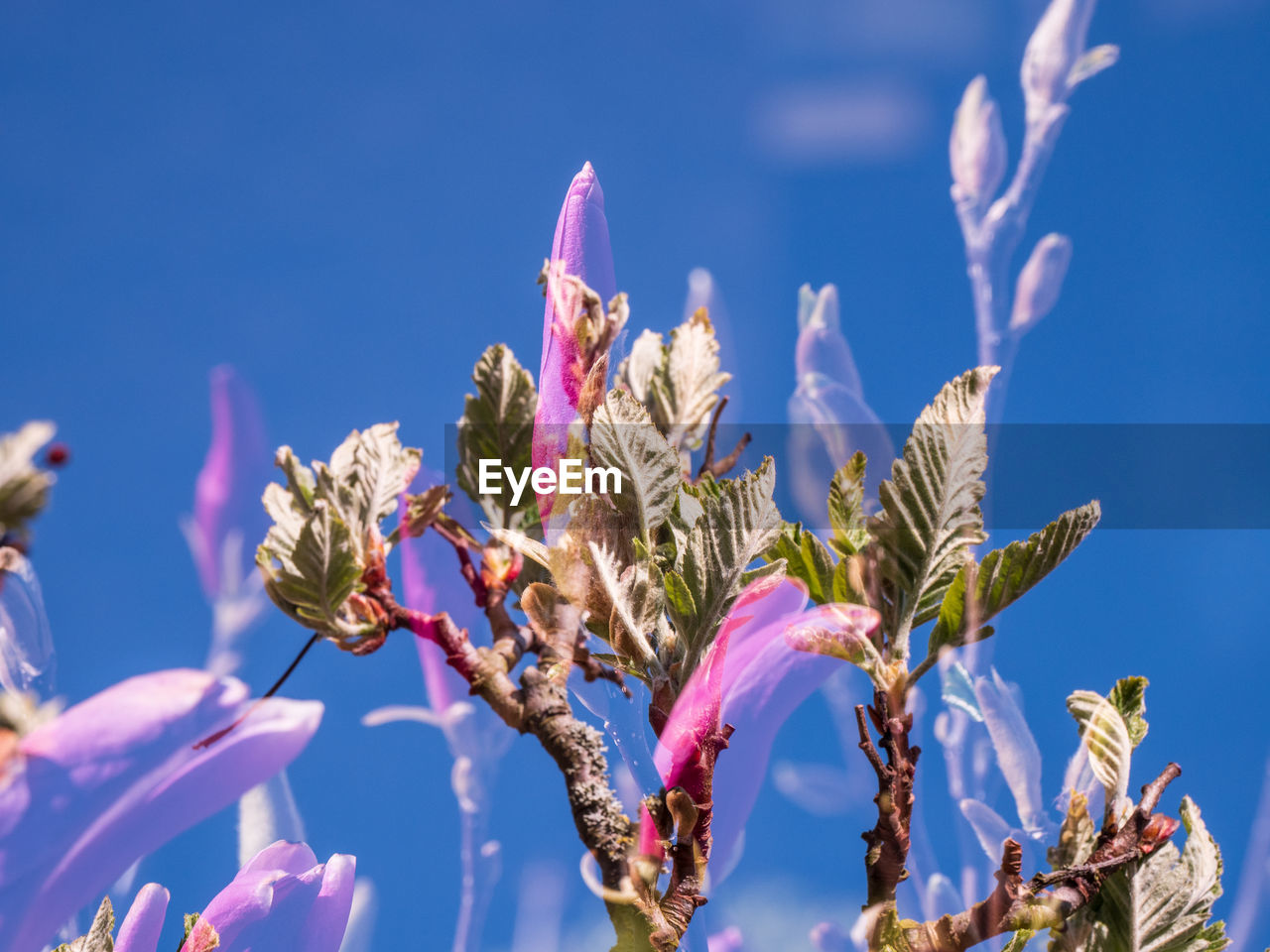 Close-up of flowering plant against blue sky