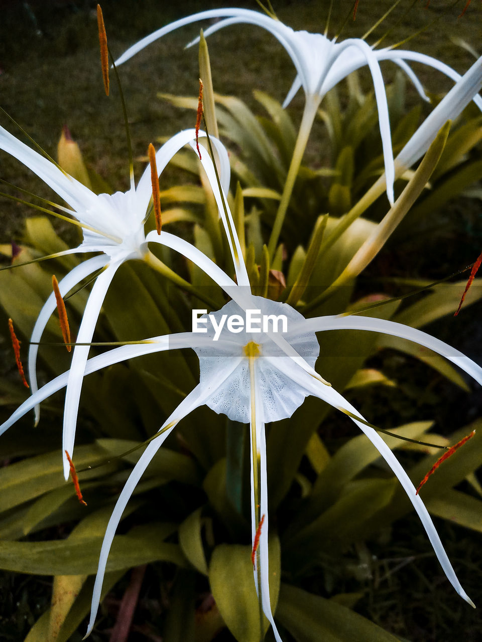 Close-up of white flowering plant